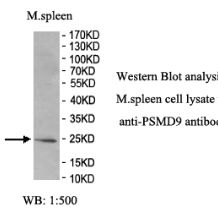 PSMD9 Antibody