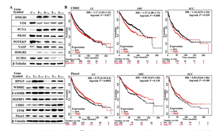 Molecular Cancer：蛋白质组学联合多种分子检测技术揭示CDH2以促进血管生成的方式促进肺腺癌的发生发展