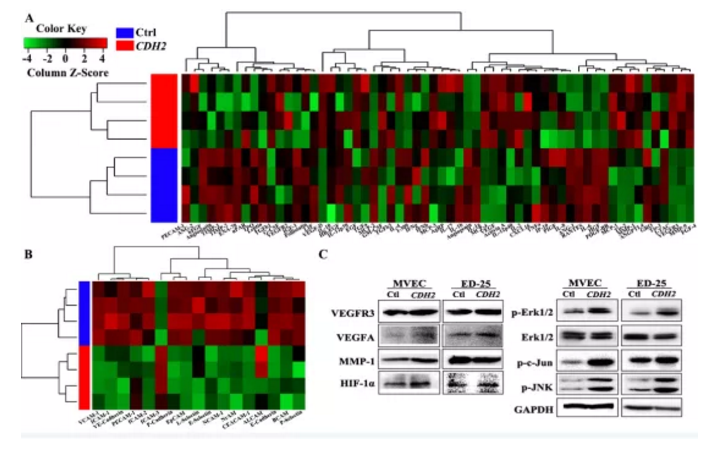 Molecular Cancer：蛋白质组学联合多种分子检测技术揭示CDH2以促进血管生成的方式促进肺腺癌的发生发展