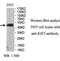 E2F3 Antibody