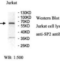 SP2 Antibody