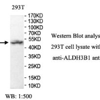 ALDH3B1 Antibody