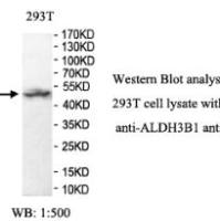 ALDH3B1 Antibody