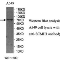 SCMH1 Antibody