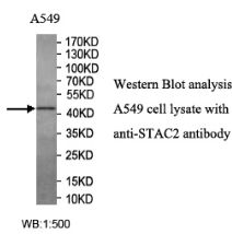 STAC2 Antibody