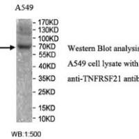 TNFRSF21 Antibody