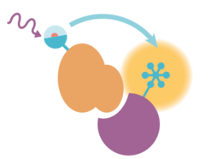 珀金埃尔默参与 2020 中国细胞生物学会年会-试剂篇