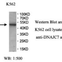 DNAJC7 Antibody