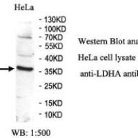 LDHA Antibody