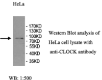 CLOCK Antibody