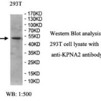 KPNA2 Antibody