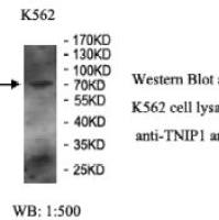 TNIP1 Antibody