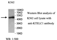 KTELC1 Antibody