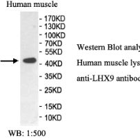 LHX9 Antibody