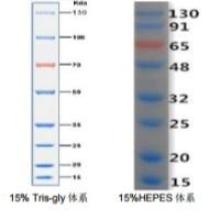 15-150kDa双色预染蛋白Marker