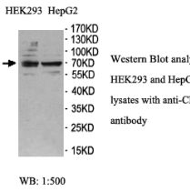 CNKSR3 Antibody