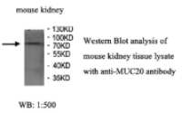 MUC20 Antibody
