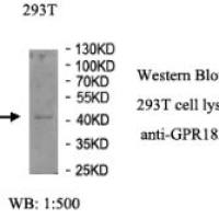 GPR183 Antibody