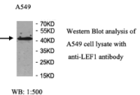 LEF1 Antibody