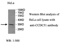 CCDC51 Antibody