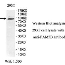 FAM5B Antibody