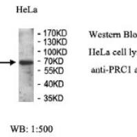 PRC1 Antibody