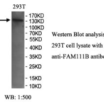 FAM111B Antibody