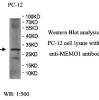 MEMO1 Antibody