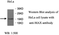MAX Antibody
