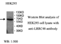 LRRC48 Antibody