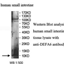 DEFA6 Antibody