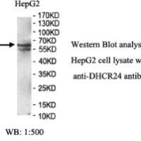 DHCR24 Antibody