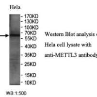 METTL3 Antibody