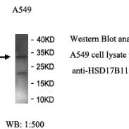 HSD17B11 Antibody