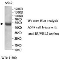 RUVBL2 Antibody