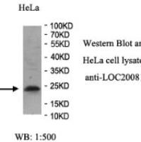 LOC200810 Antibody