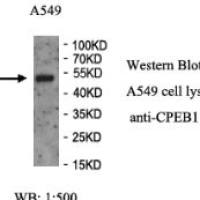 CPEB1 Antibody
