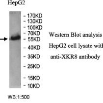 XKR8 Antibody