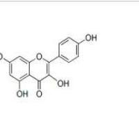 山柰酚520-18-3折扣