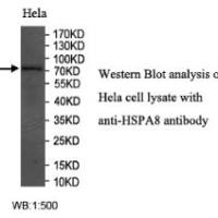 HSPA8 Antibody
