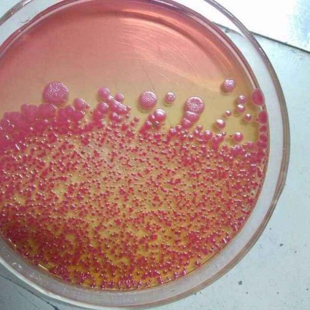 哥伦比亚CNA血琼脂规格