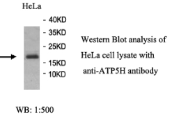 ATP5H Antibody