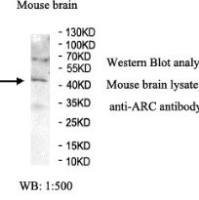 ARC Antibody