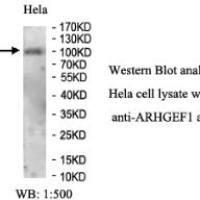 ARHGEF1 Antibody