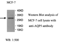 AQP5 Antibody