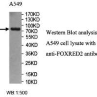 FOXRED2 Antibody