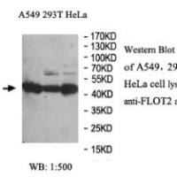 FLOT2 Antibody