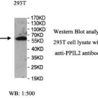 PPIL2 Antibody