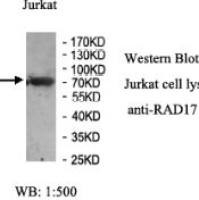 RAD17 Antibody