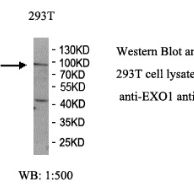 EXO1 Antibody